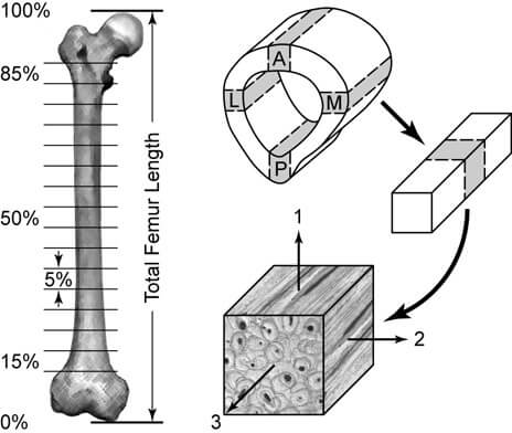Illustration of femur bone with representation of scan locations
